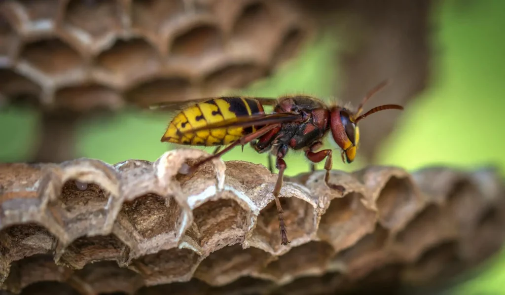 Understanding Wasp Sting