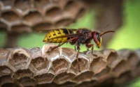 Understanding Wasp Sting